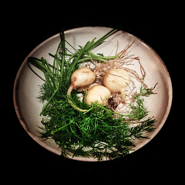 elephant garlic & dill