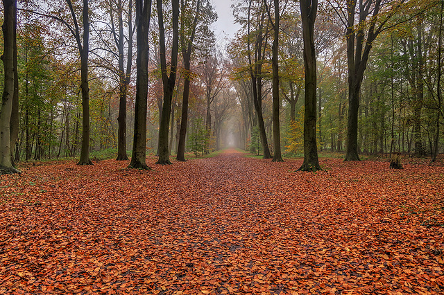 Autumn leaves