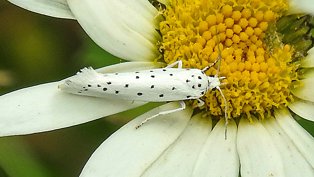 20210722 1856CPw [D~LIP] Pfaffenhütchen-Gespinstmotte (Yponomeuta cagnagella), Wiesen-Margarite (Lucanthemum Vulgare agg), Bad Salzuflen