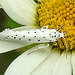 20210722 1856CPw [D~LIP] Pfaffenhütchen-Gespinstmotte (Yponomeuta cagnagella), Wiesen-Margarite (Lucanthemum Vulgare agg), Bad Salzuflen