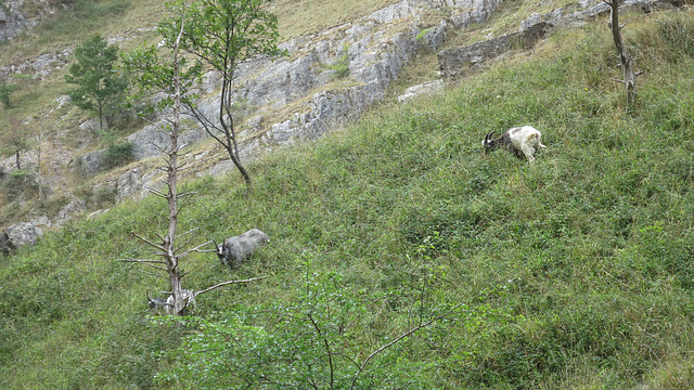 Cheddar gorge