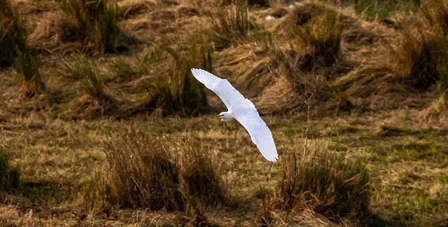 Great white egret