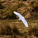 Great white egret