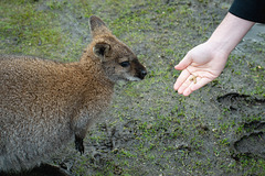 Hand feeding a Wallaby