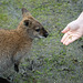 Hand feeding a Wallaby