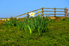 Fence & Daffodil
