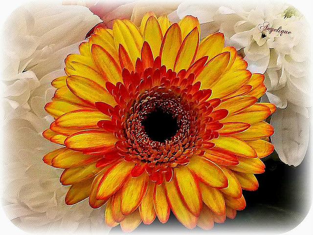 Bon Lundi de Pentecôte à tous ❤️