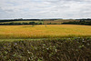 View from Chrishall Church, N.W. Essex