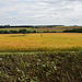 View from Chrishall Church, N.W. Essex