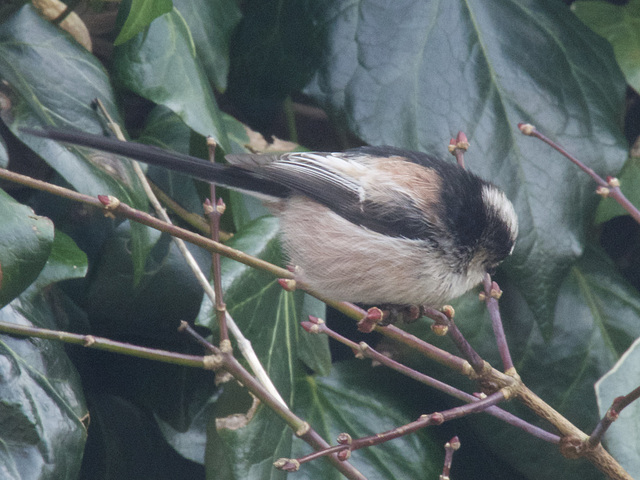 Long Tailed Tit