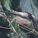 Long Tailed Tit