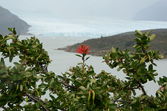 Argentina, The Flower of Chilean Firebush with the Glacier of Perito Moreno at the Background