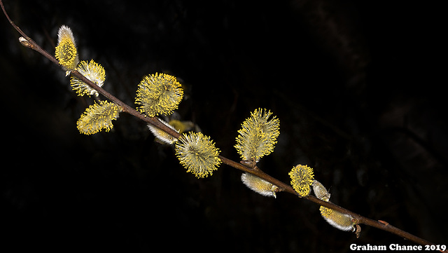 Catkins