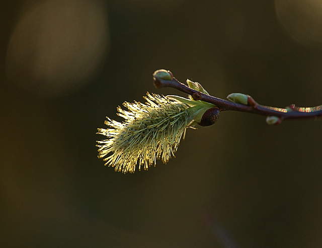 Pussy Willow