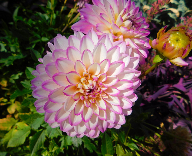 Dahlias...