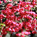 Blüten des Pfaffenhütchens (Kardinalshut) Ende Oktober. (PIP)
