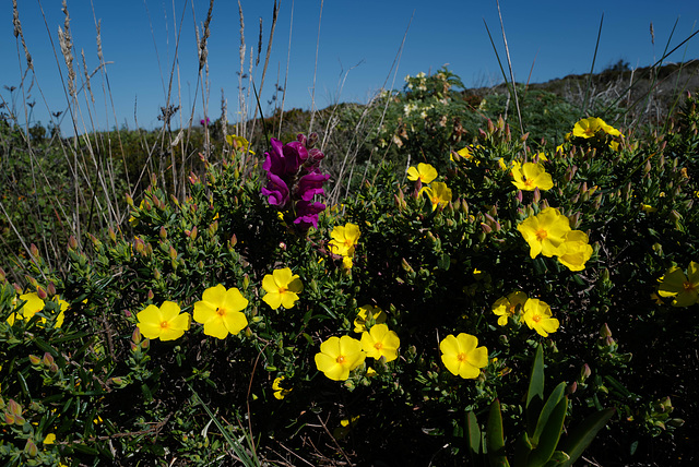 Dasiphora fruticosa, Antirrhinum majus