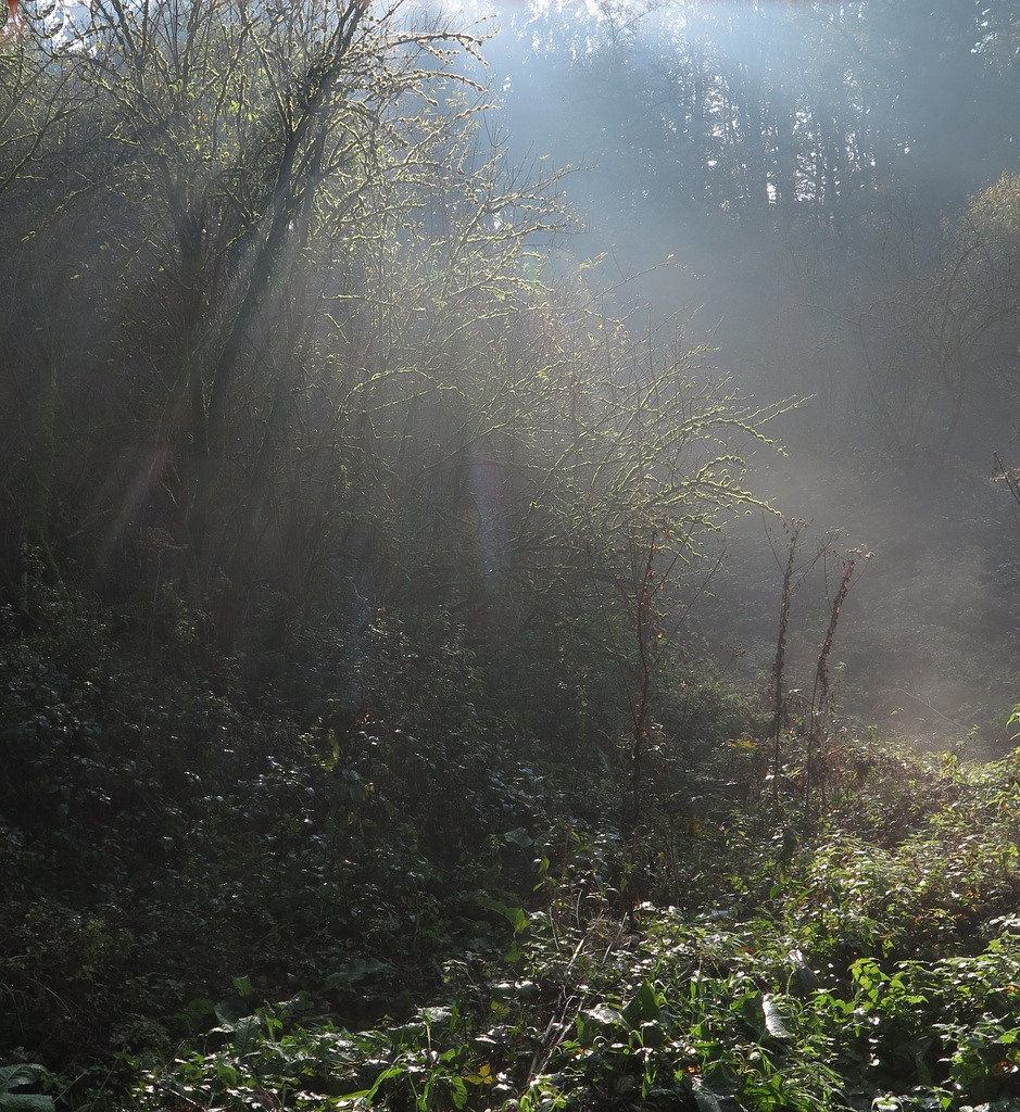 Herbstnebel im Angerbachtal