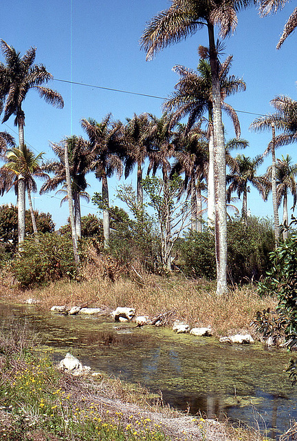 Kanäle entlang der Rote 41 in Florida