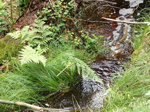 Bach zur Steinklamm