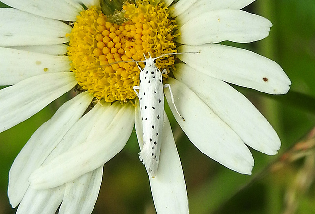 20210722 1857CPw [D~LIP] Pfaffenhütchen-Gespinstmotte (Yponomeuta cagnagella), Wiesen-Margarite (Lucanthemum Vulgare agg), Bad Salzuflen