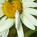 20210722 1857CPw [D~LIP] Pfaffenhütchen-Gespinstmotte (Yponomeuta cagnagella), Wiesen-Margarite (Lucanthemum Vulgare agg), Bad Salzuflen