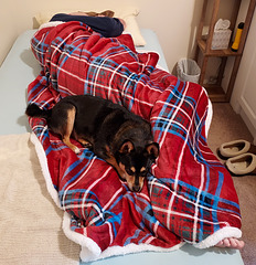 A Christmas blanket for Maggie.