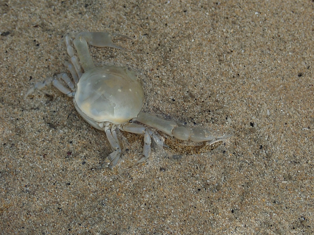 Small crab on the beach