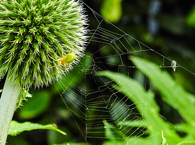 20230623 1194CPw [D~LIP] Kürbisspinne (Araniella cucurbitina), Bad Salzuflen