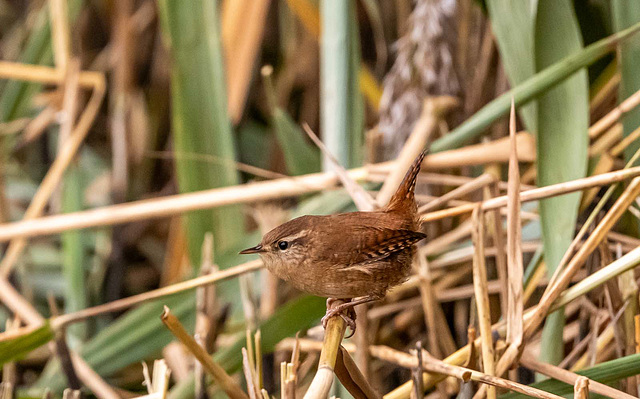 Wren