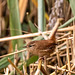 Wren