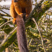 Red Bellied Lemur