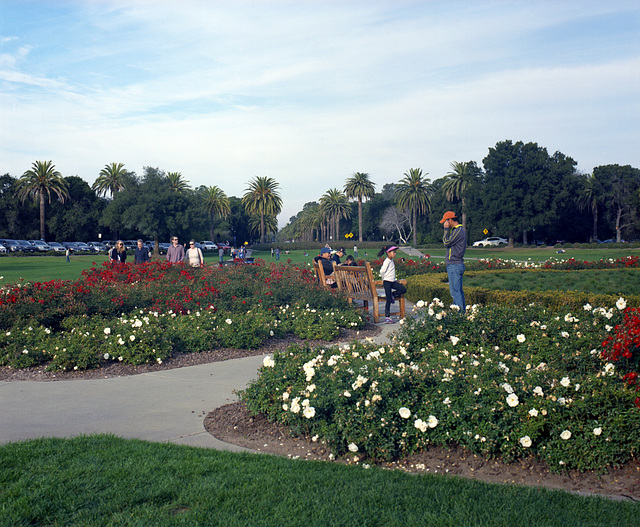 Rose Garden