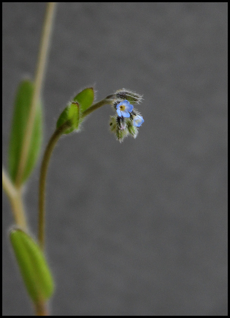 Myosotis stricta (3)