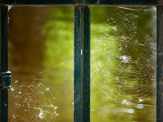 Webs