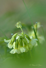 Slanke Sleutelbloem (Primula elatior)...