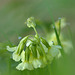 Slanke Sleutelbloem (Primula elatior)...
