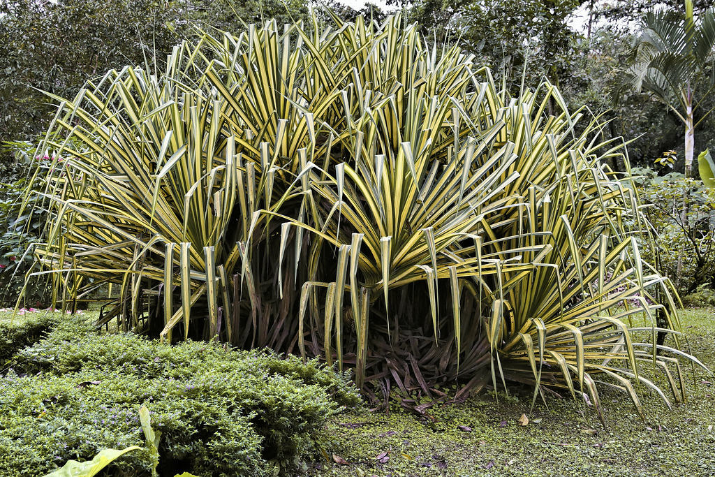 A Terrible, Horrible, No Good, Very Bad Hair Day – Arenal Volcano National Park, La Fortuna, Alajuela Province, Costa Rica