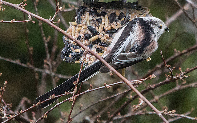 20150315 7378VRTw [D~RI] Schwanzmeise (Aegithalos caudatus), Rinteln