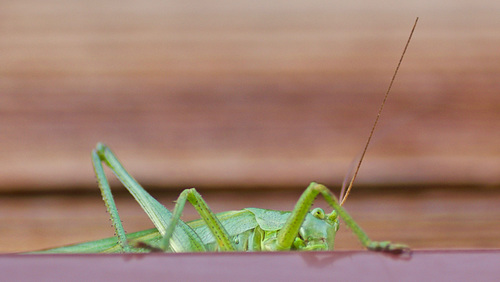 sauterelle verte