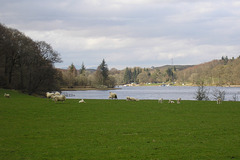 Sheep Grazing Beside Loch Ken