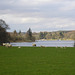 Sheep Grazing Beside Loch Ken