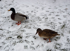 Il fait un froid de canard !!!