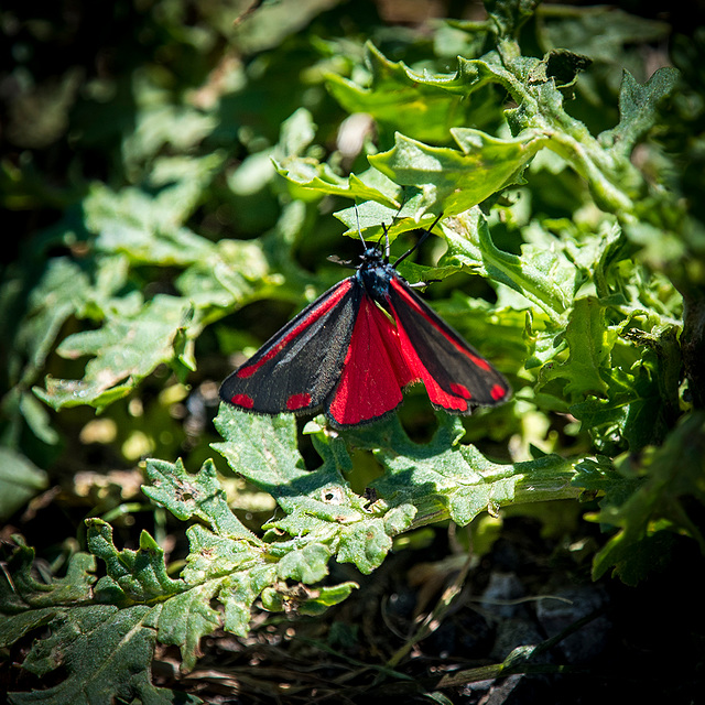 Cinnabar moth