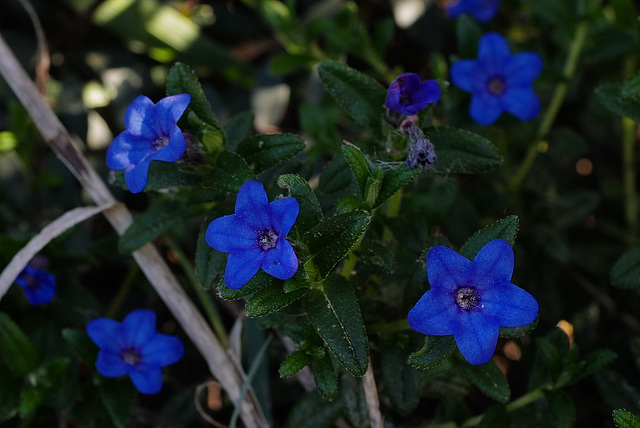 Glandora oleifolia