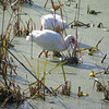 White ibis