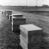 Frosted honey bee boxes