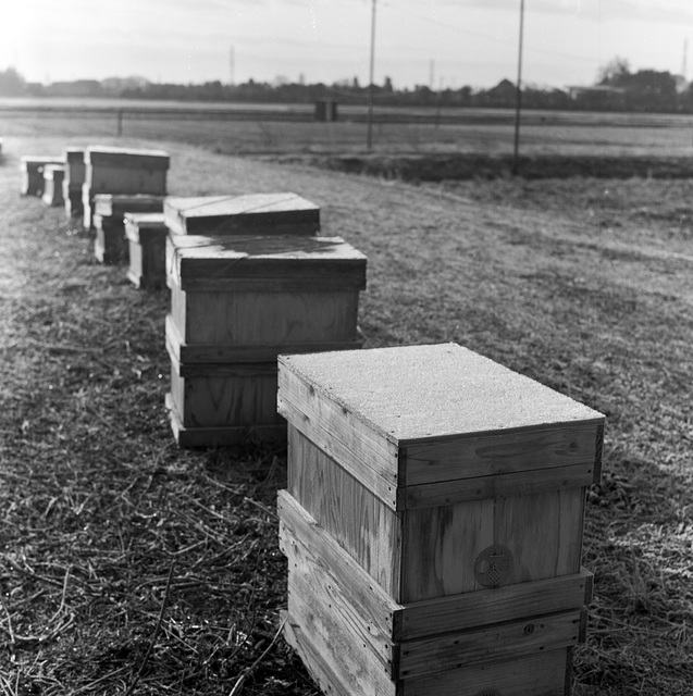 Frosted honey bee boxes