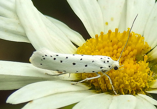 20210722 1858CPw [D~LIP] Pfaffenhütchen-Gespinstmotte (Yponomeuta cagnagella), Wiesen-Margarite (Lucanthemum Vulgare agg), Bad Salzuflen