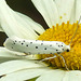 20210722 1858CPw [D~LIP] Pfaffenhütchen-Gespinstmotte (Yponomeuta cagnagella), Wiesen-Margarite (Lucanthemum Vulgare agg), Bad Salzuflen
